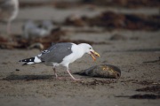 6S3A9643Western_Gull