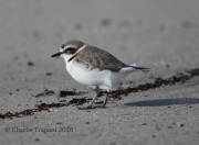 6S3A9655Snowy_Plover