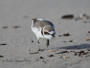 6S3A9657Snowy_Plover