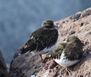 6S3A9681Black_Turnstone