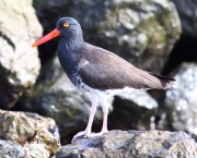 6S3A9750Hybrid_Oystercatcher