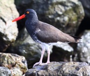 6S3A9751Hybrid_Oystercatcher