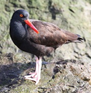 6S3A9757Black_Oystercatcher