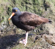 6S3A9763Black_Oystercatcher