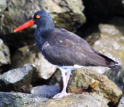 6S3A9766Hybrid_Oystercatcher