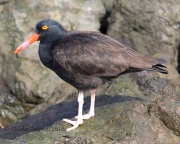 6S3A9769Black_Oystercatcher