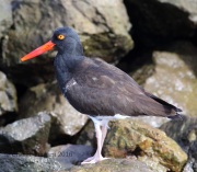 6S3A9772Hybrid_Oystercatcher