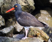 6S3A9774Hybrid_Oystercatcher