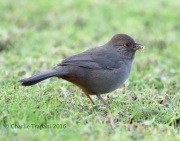 6S3A9785California_Towhee