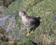 6S3A9805Surfbird