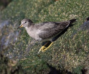 6S3A9809Surfbird