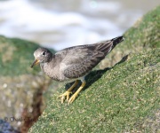 6S3A9822Surfbird