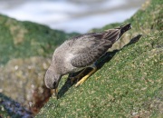 6S3A9826Surfbird