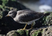 6S3A9872Surfbird