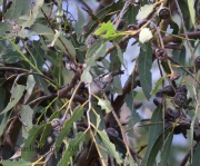 6S3A9887Chestnut-Backed_Chickadee