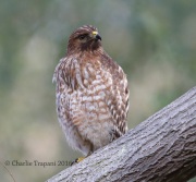6S3A9911Immature_Red-Shouldered_Hawk