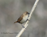 6S3A9934Nutmeg_Mannikin_Immature