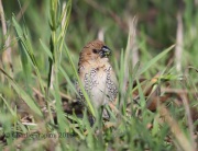 6S3A9941Nutmeg_Mannikin