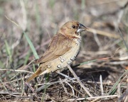 6S3A9951Nutmeg_Mannikin