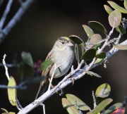 6S3A9984Golden-Crowned_Sparrow
