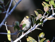 6S3A9999Golden-Crowned_Sparrow