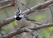 0J6A6665Bridled_Titmouse