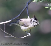 6S3A0094Bridled_Titmouse_1