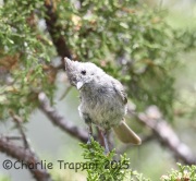 6S3A0635Juniper_Titmouse