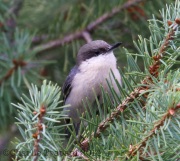 6S3A1832Pygmy_Nuthatch