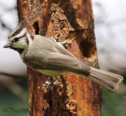 6S3A2492Bridled_Titmoue