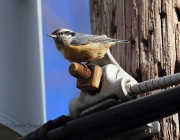 6S3A3219Red-Breasted_Nuthatch copy