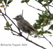 6S3A3930Oak_Titmouse