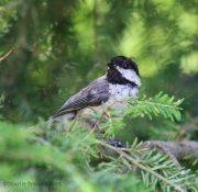 6s3a1219black-cappedchickadee