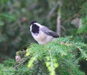 6s3a1247black-cappedchickadee