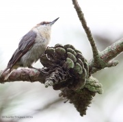 6s3a5045brown-headednuthatch
