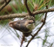 6s3a5053brown-headednuthatch