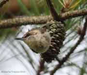 6s3a5054brown-headednuthatch