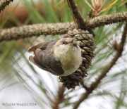 6s3a5057brown-headednuthatch