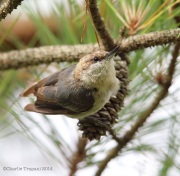 6s3a5059brown-headednuthatch