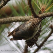 6s3a5060brown-headednuthatch