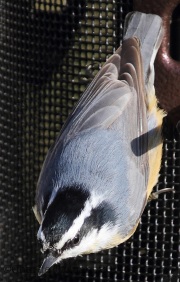 img_2242rednuthatch