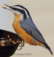 img_2265rednuthatch