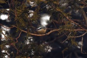 img_6121redbreastednuthatch
