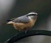 img_6133redbreastednuthatch