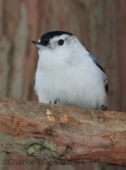 img_6547whitebreastednuthatch