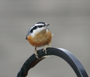 img_7386red-breastednuthatch