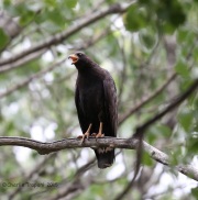 6S3A9806Common_Blackhawk copy