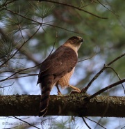6S3A0827CooperHawk