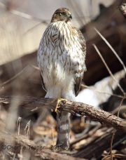 6S3A3647Cooper_Hawk_Imm