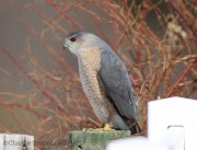 6S3A9604CooperHawk